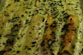 Fifth Image
